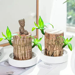 Plante en pot bois de fortune Brésil