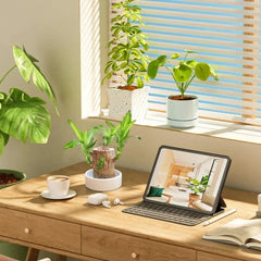 Plante en pot bois de fortune Brésil