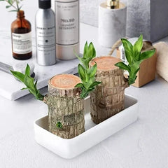 Plante en pot bois de fortune Brésil