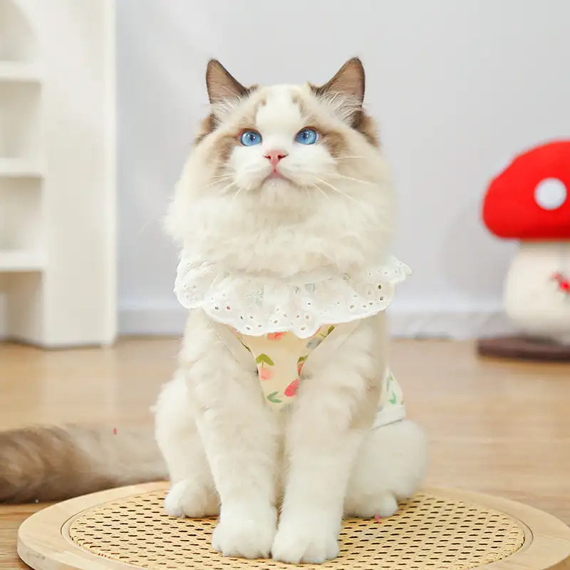 Pet pure cotton yarn breathable dog cat clothes to prevent hair loss New HomeGoods