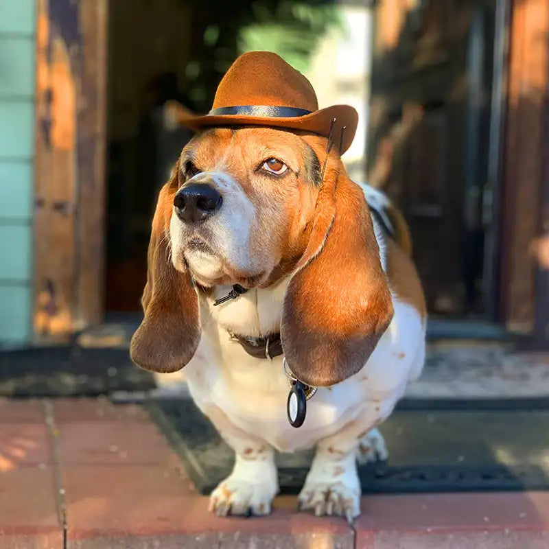Cat & Dog Pet Western Cowboy Hat Vintage Triangle Scarf New HomeGoods