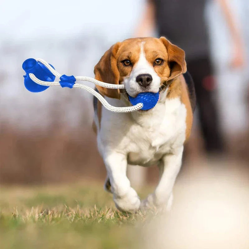 Pet Suction Cup Chew Ball Toy Molar