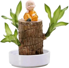 Plante en pot bois de fortune Brésil