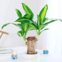 Plante en pot bois de fortune Brésil