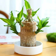 Plante en pot bois de fortune Brésil